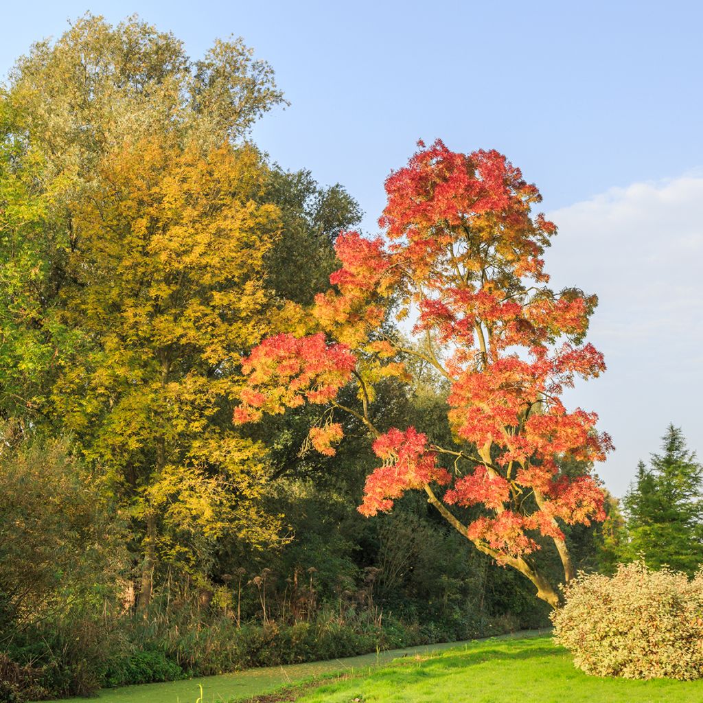 Frêne - Fraxinus angustifolia Raywood