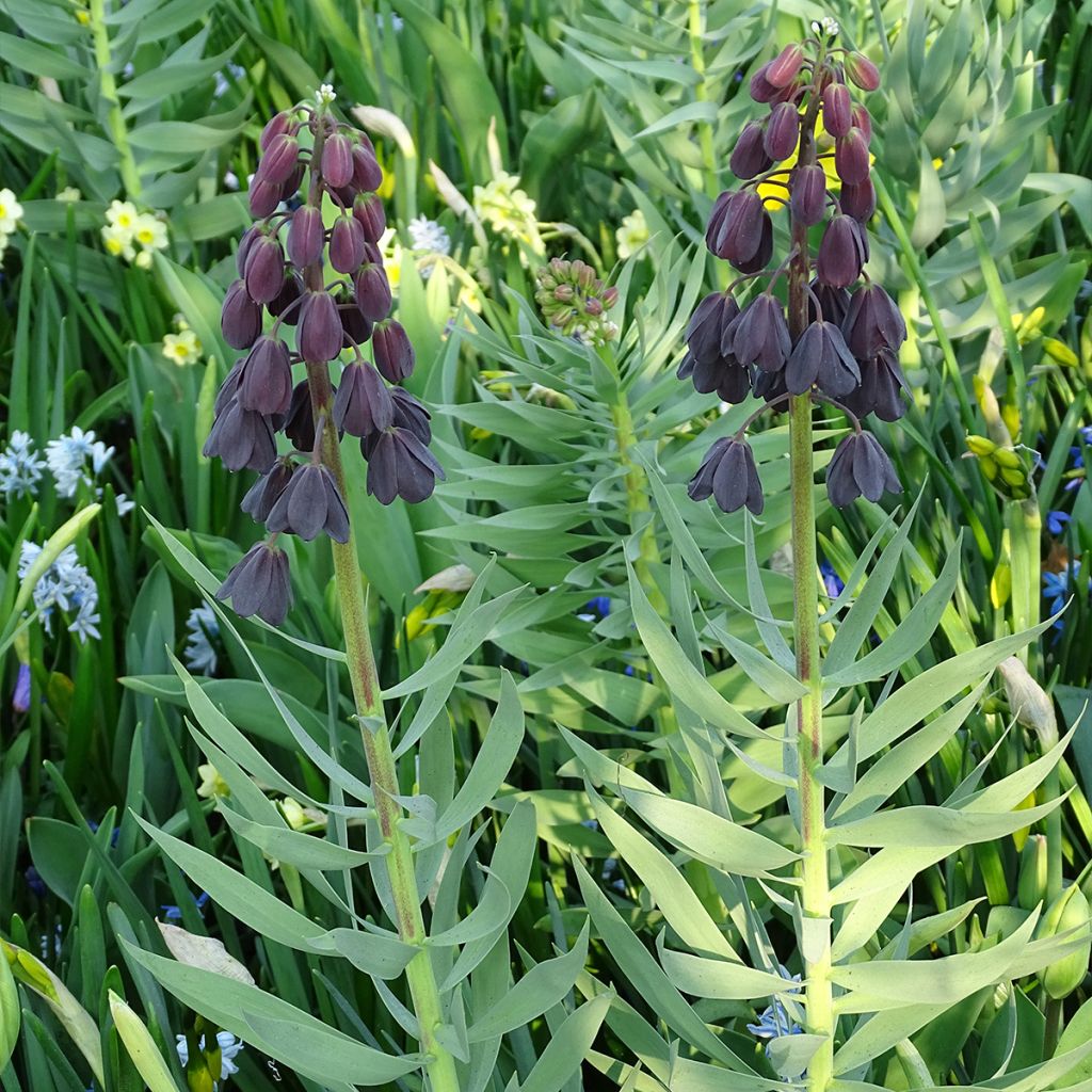 Fritillaire persica Adiyaman - Fritillaire de Perse noire