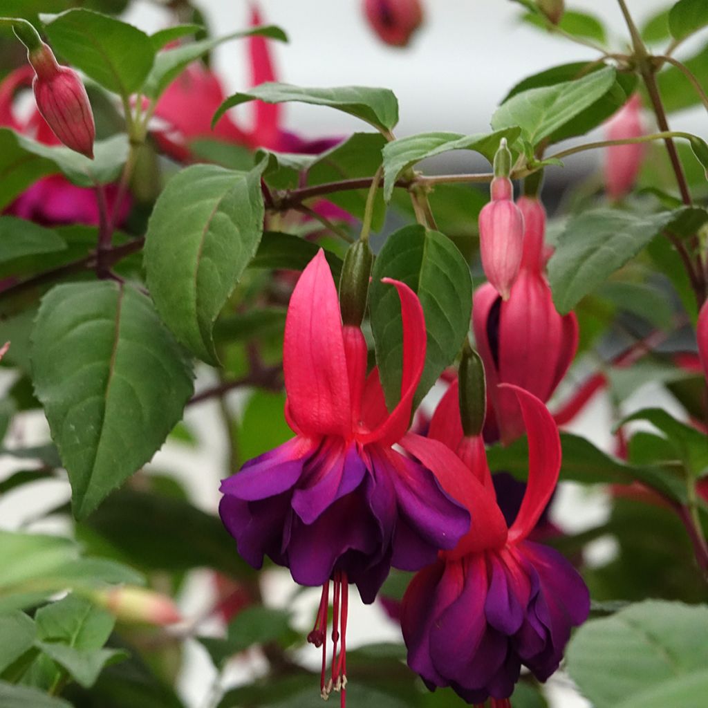 Fuchsia retombant Maori Maid