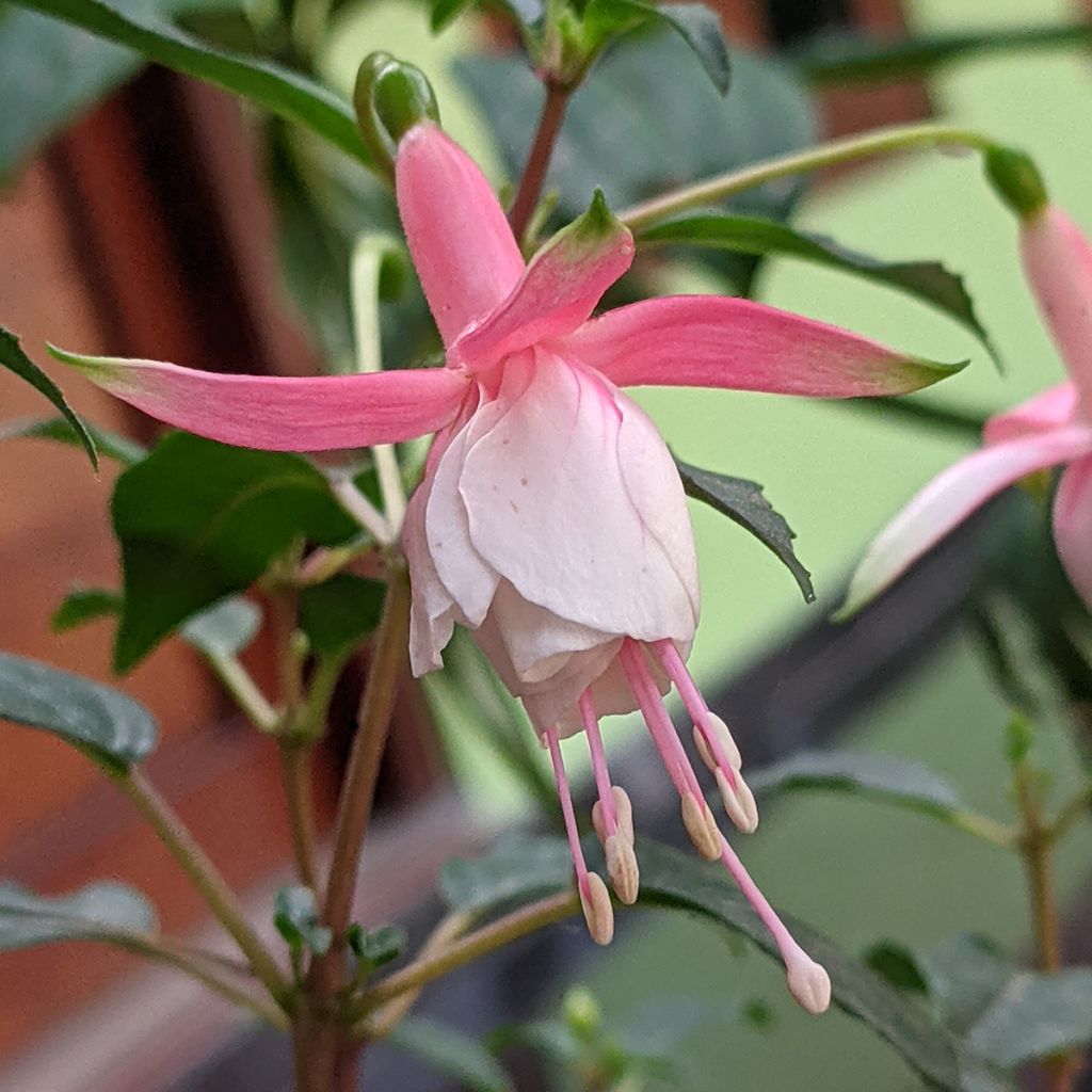Fuchsia Summermelody Sunantonio Pink-White