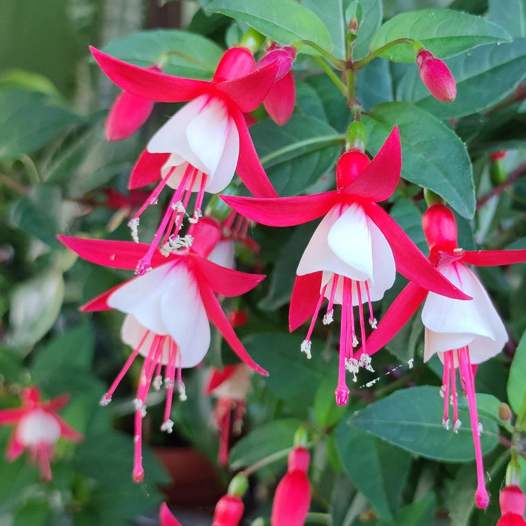 Fuchsia Summermelody Sunfilipe Red-White