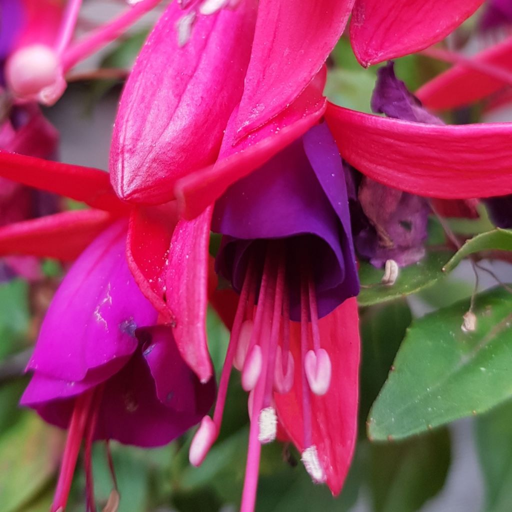Fuchsia Summermelody Sunlope Magenta-Purple