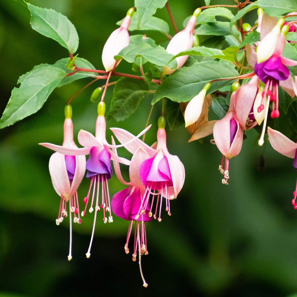 Fuchsia Summermelody Sunmarcos Rose-Blue