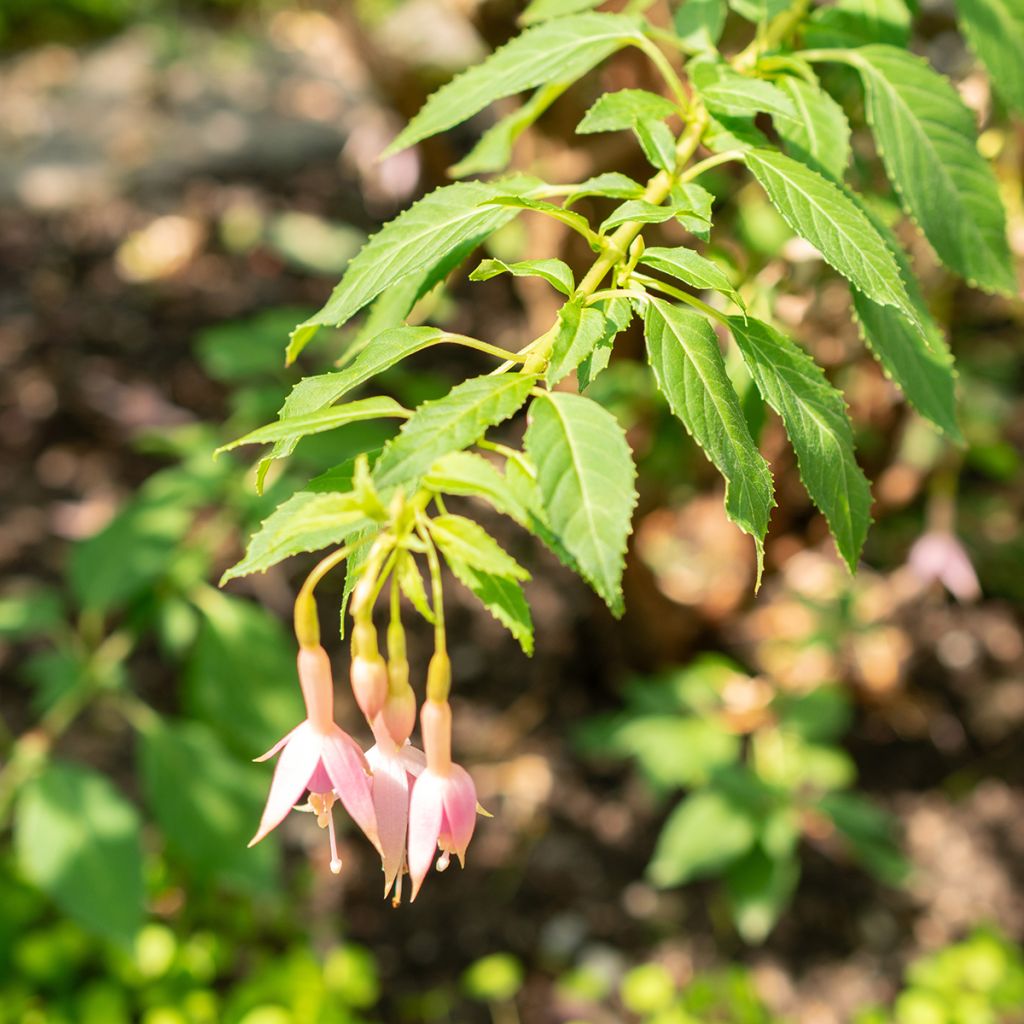 Fuchsia rustique Whiteknights Pearl