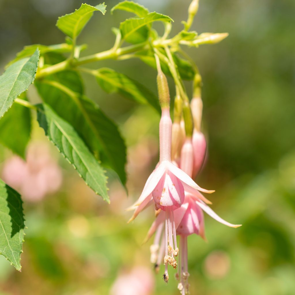 Fuchsia rustique Whiteknights Pearl
