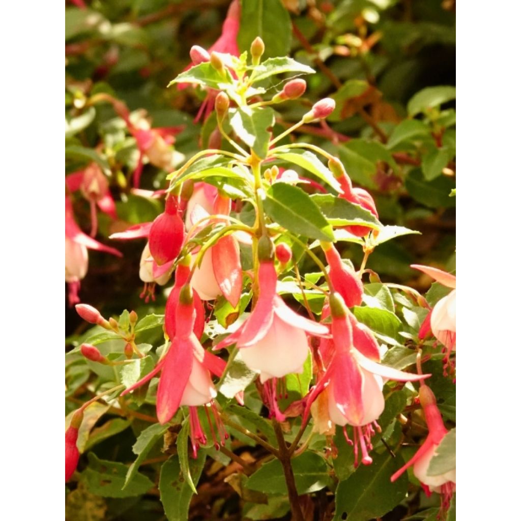 Fuchsia rustique Lady Thumb