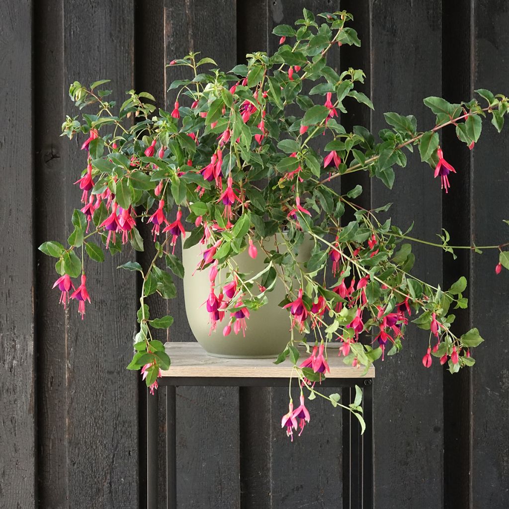 Fuchsia rustique Mrs Popple