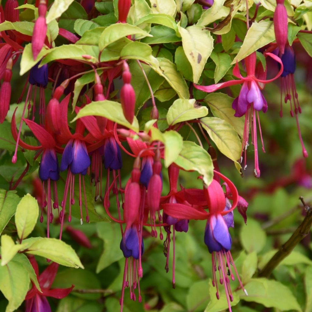 Fuchsia Genii 
