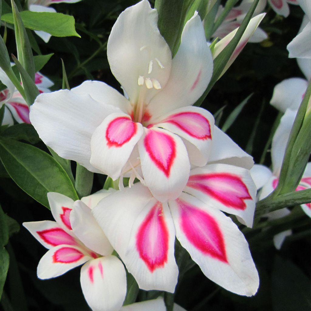 Glaieul ou Gladiolus nanus Prins Claus