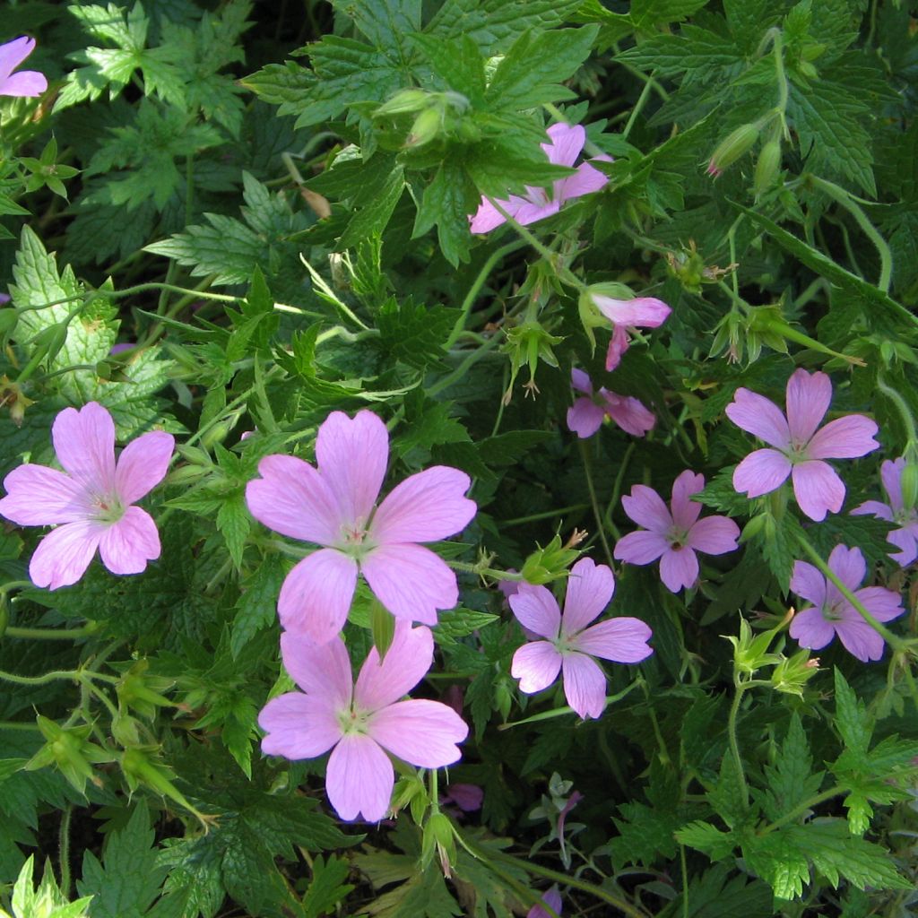Géranium vivace endressii - Géranium vivace d'Endress
