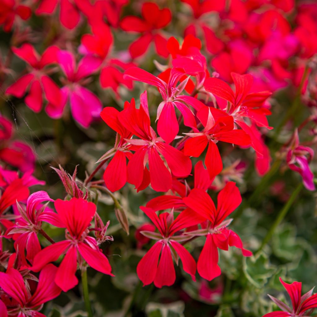 Géranium lierre Rainbow Red - Pelargonium peltatum