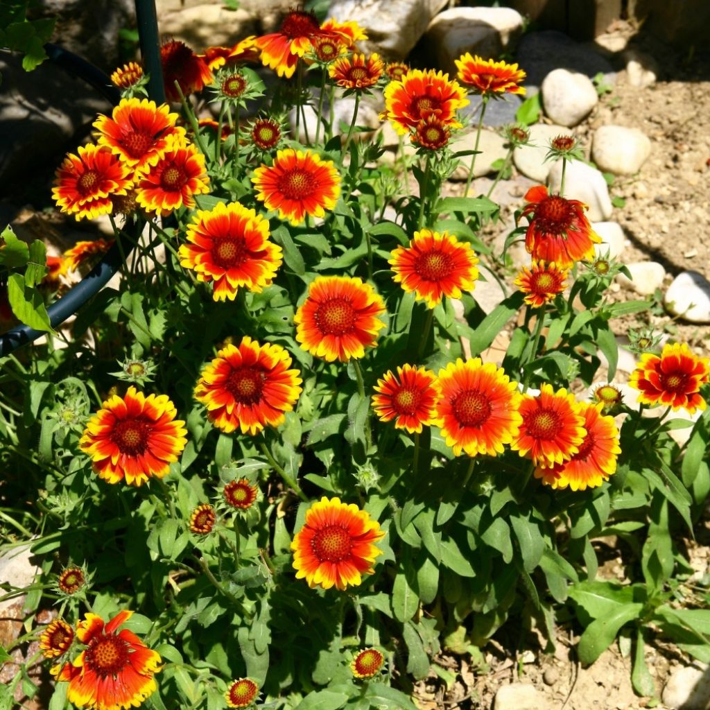 Gaillarde grandiflora Royale