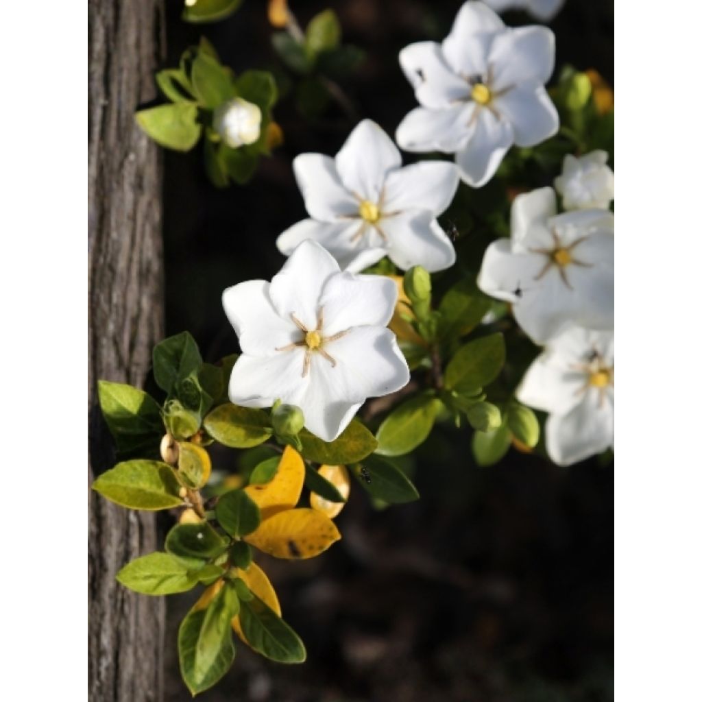 Gardenia jasminoides Kleim's Hardy