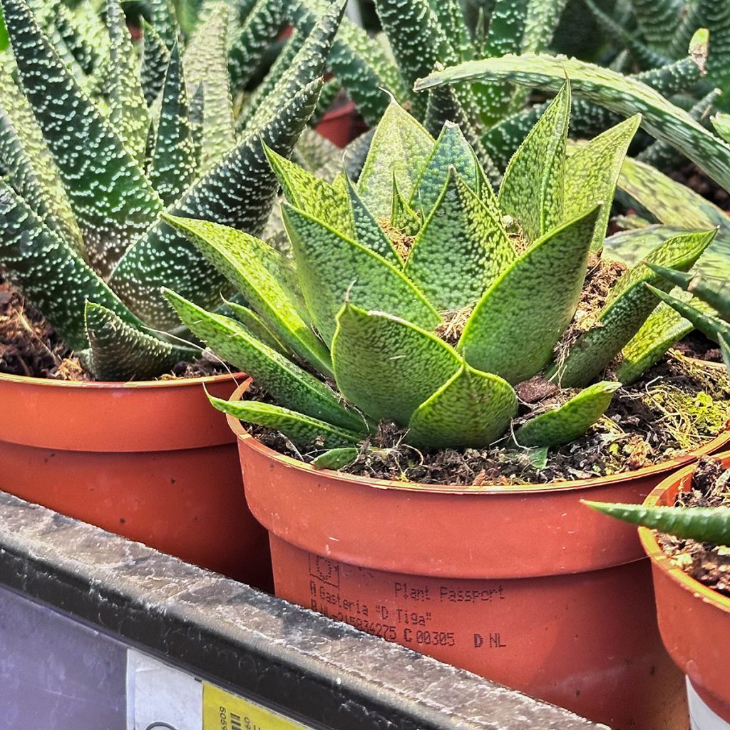 Gasteria D. Tiga
