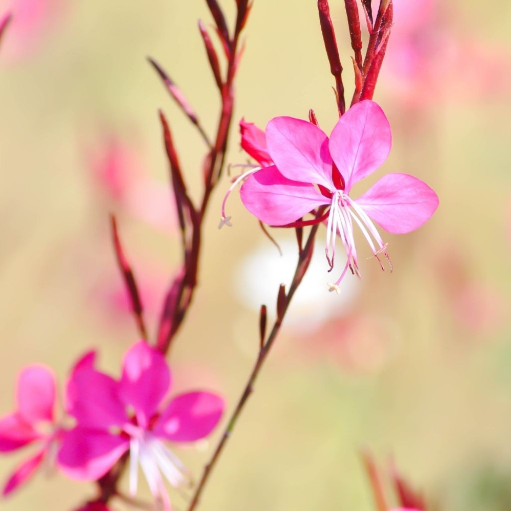 Gaura Crimson Butterfly