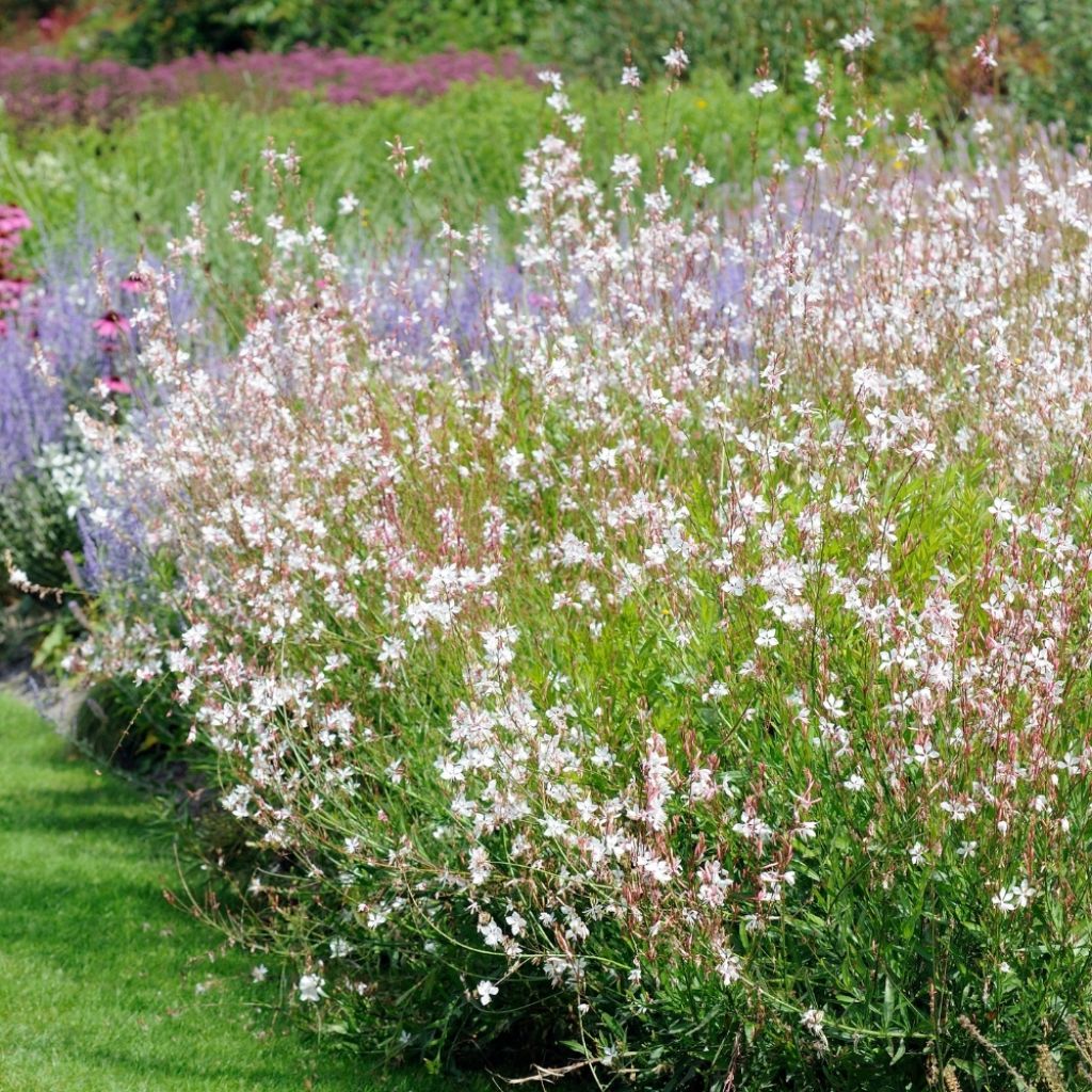 Gaura lindheimeri Snowbird