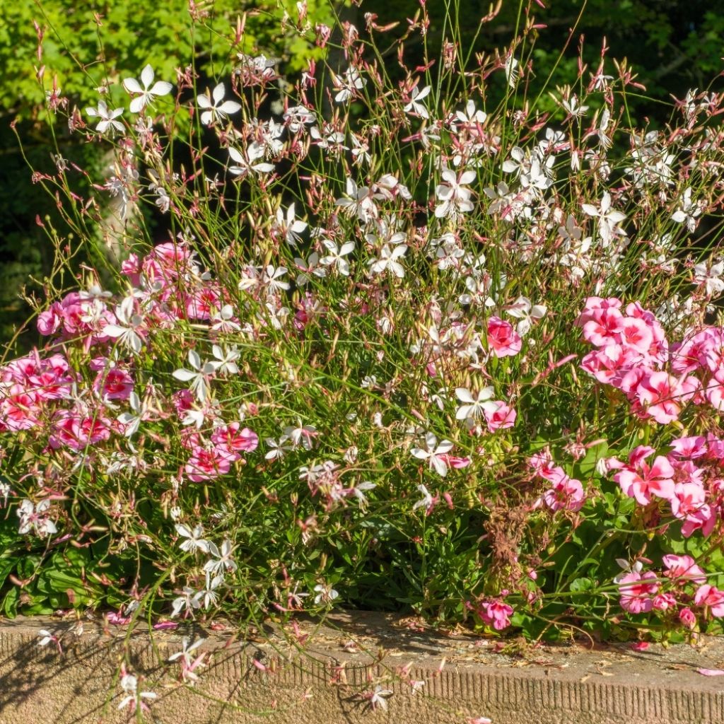 Gaura lindheimeri Snowbird
