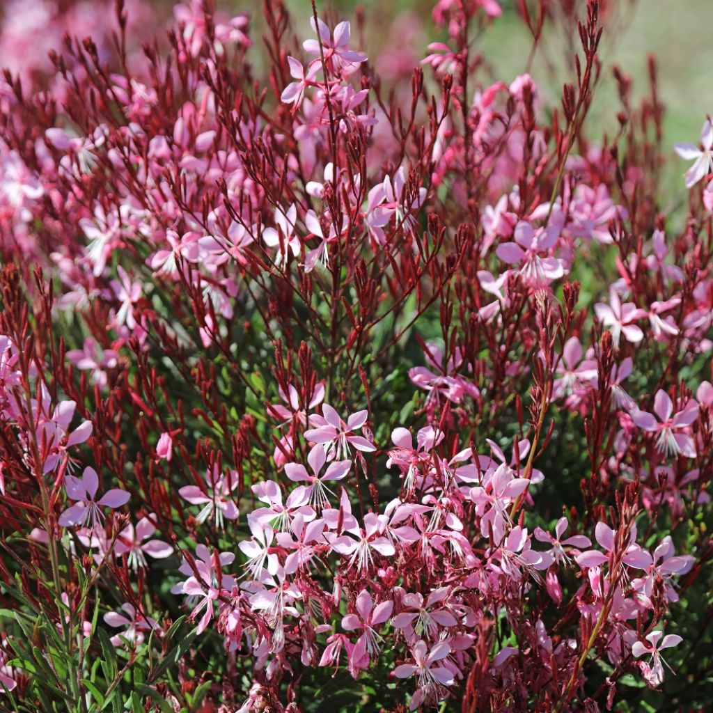 Gaura lindheimeri Rosy Jane