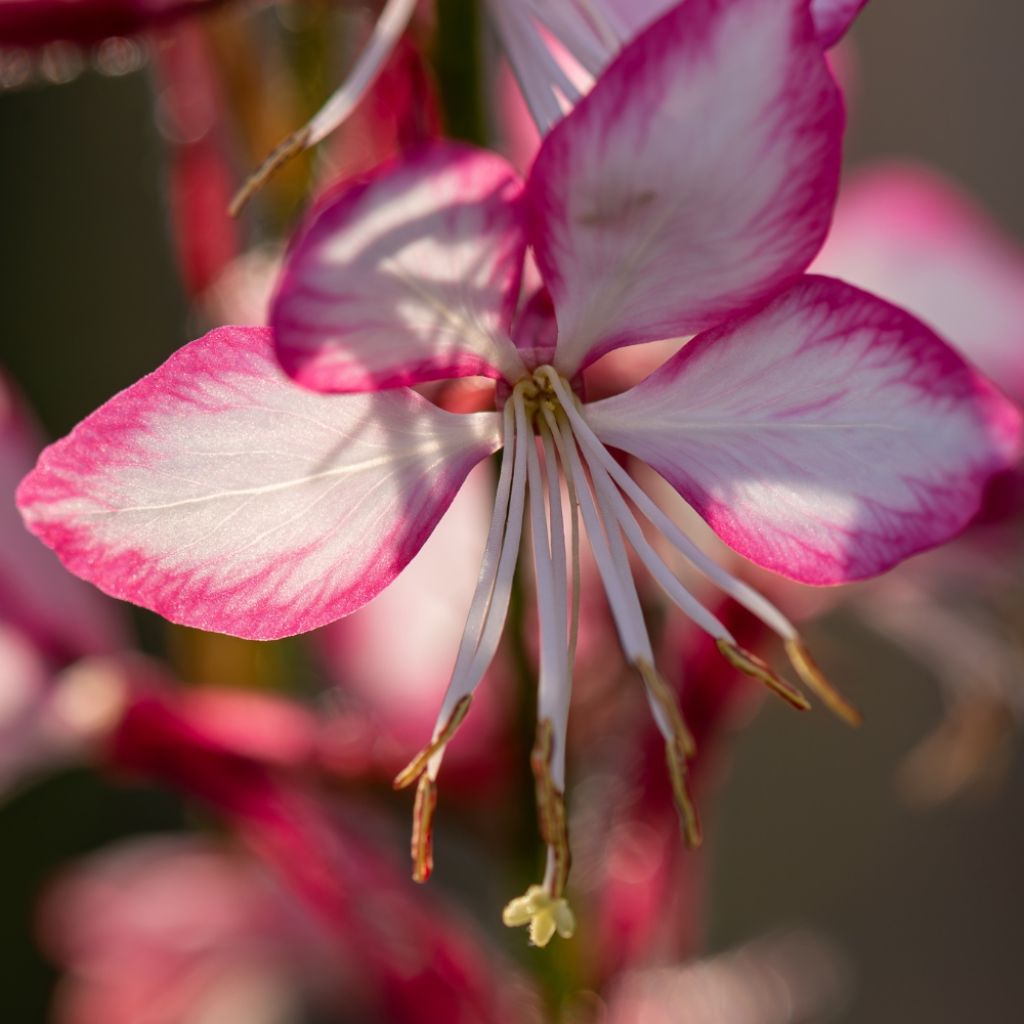 Gaura lindheimeri Rosy Jane