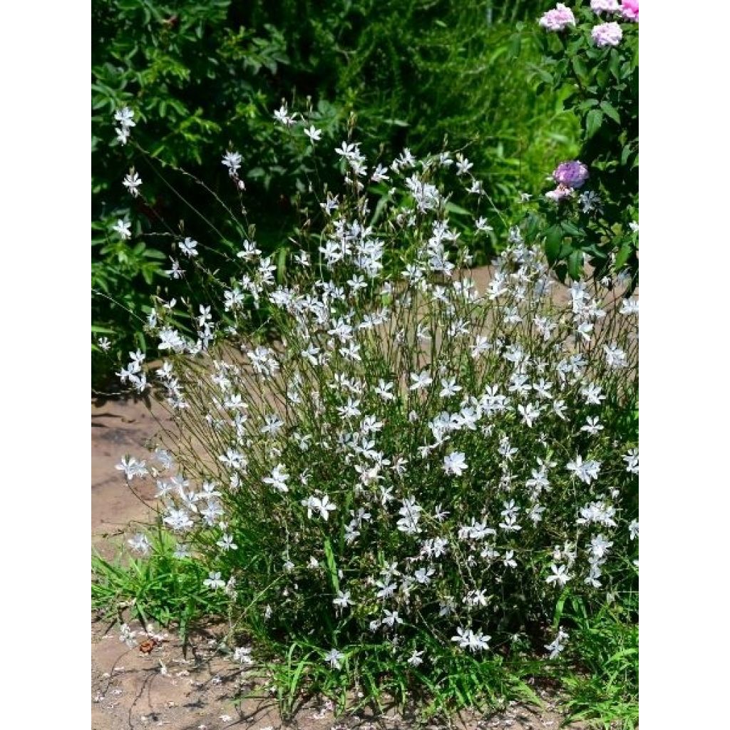Gaura lindheimeri Snowbird