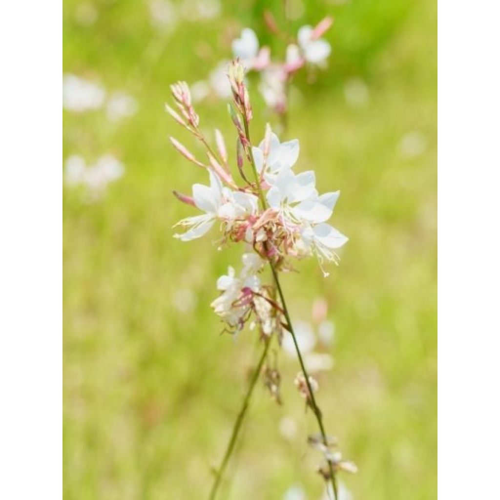 Gaura lindheimeri Snowbird