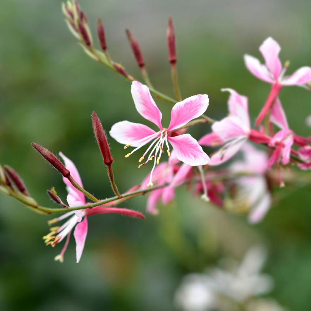 Gaura lindheimeri rose Siskiyou pink