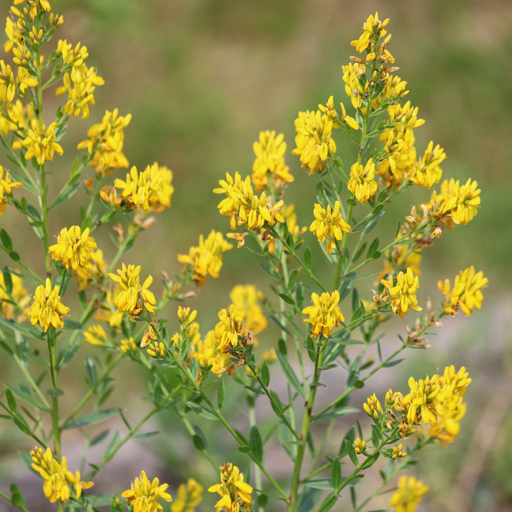 Genista tinctoria - Genêt des teinturiers