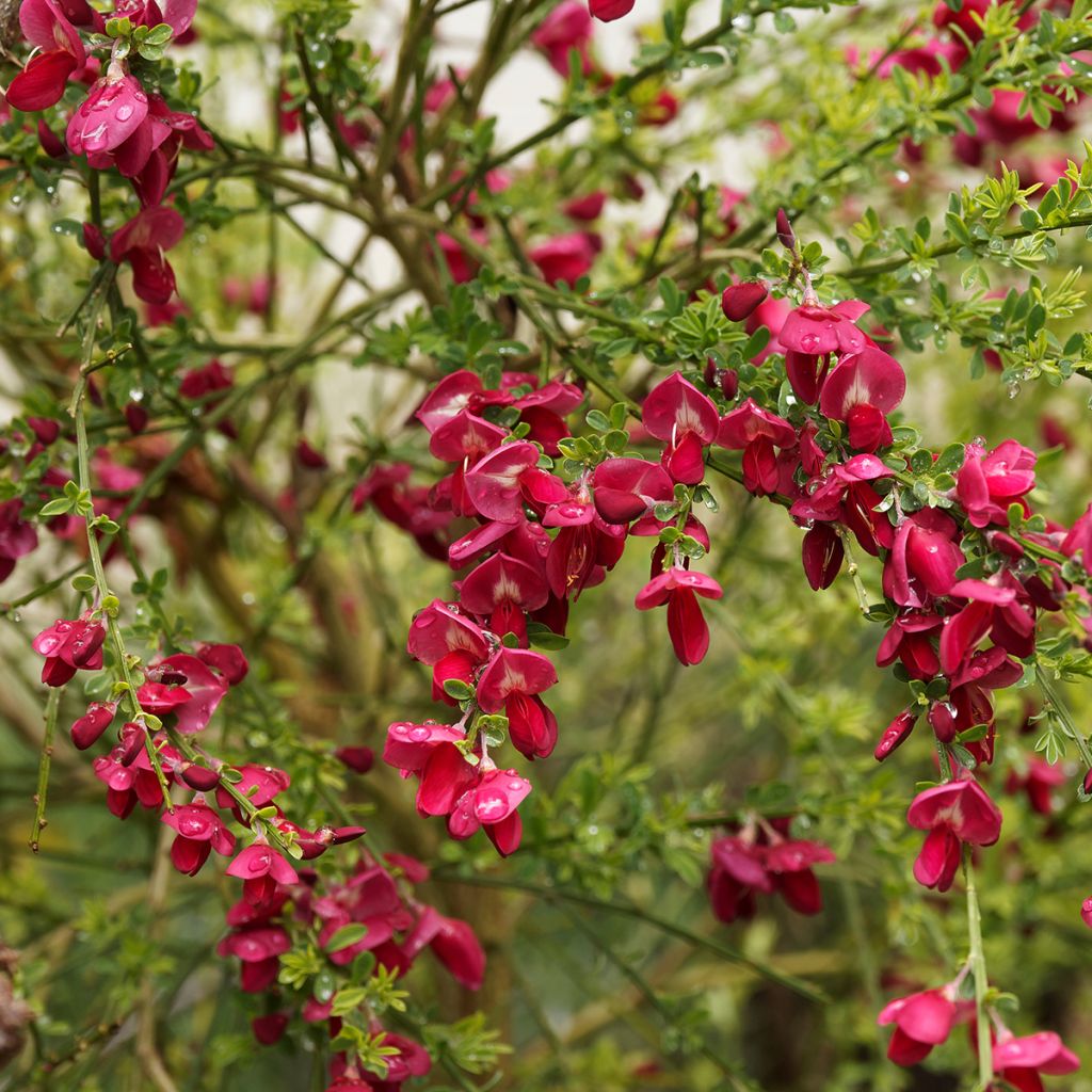 Genêt à balais - Cytisus Boskoop Ruby