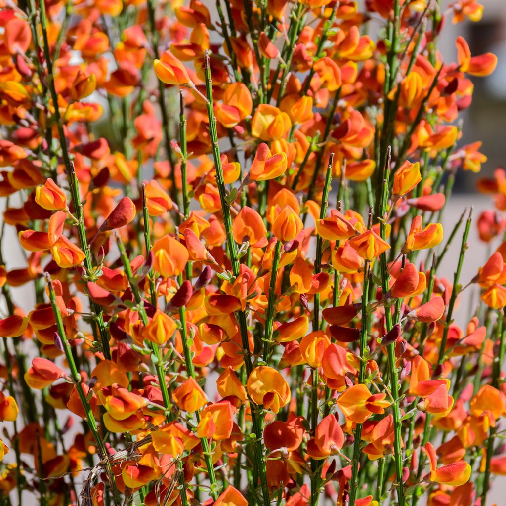 Genêt à balais - Cytisus scoparius Lena