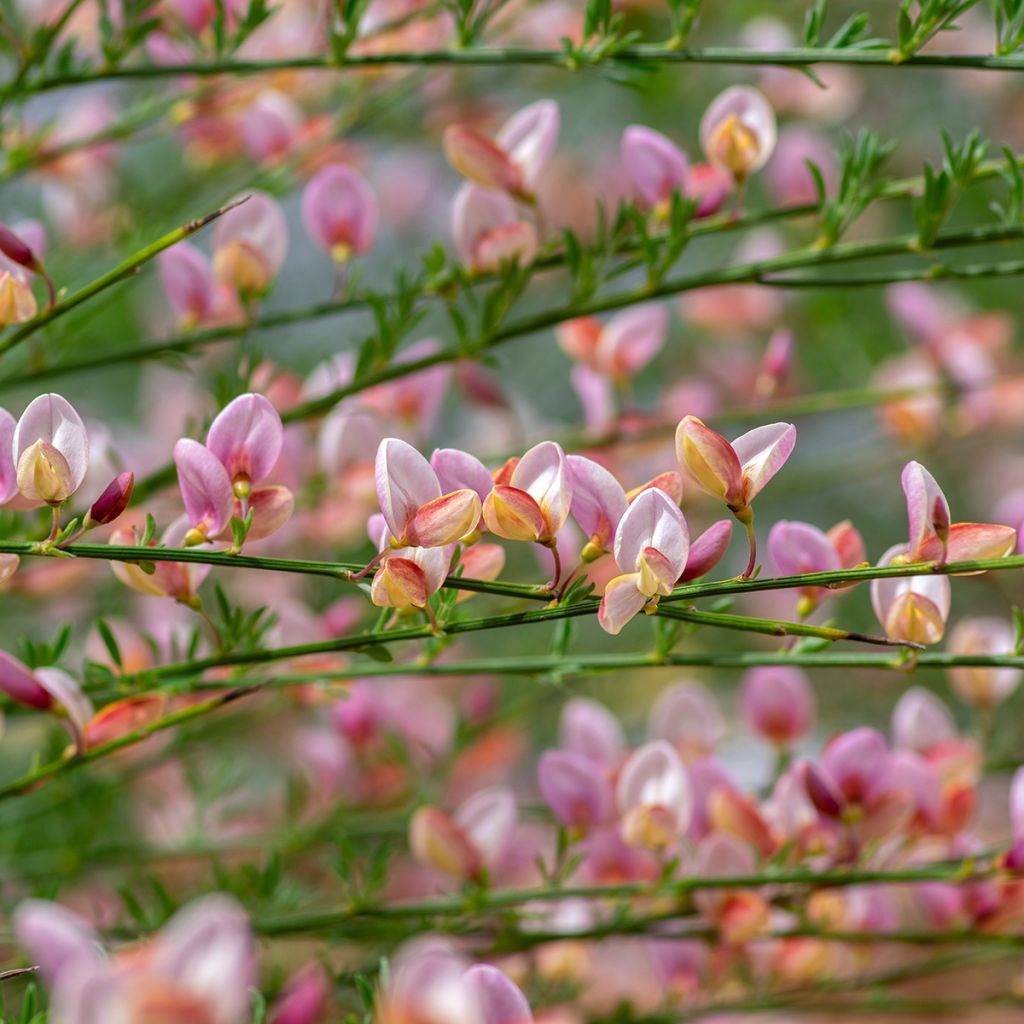 Genêt à balais - Cytisus scoparius Moyclare Pink