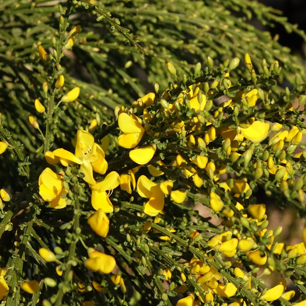 Genêt à balais sur tige - Cytisus scoparius Golden Tears
