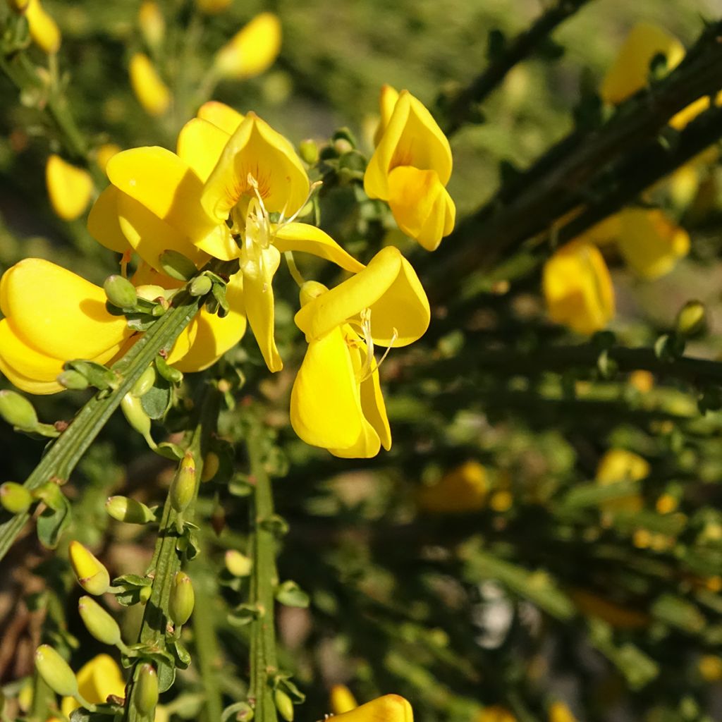 Genêt à balais sur tige - Cytisus scoparius Golden Tears