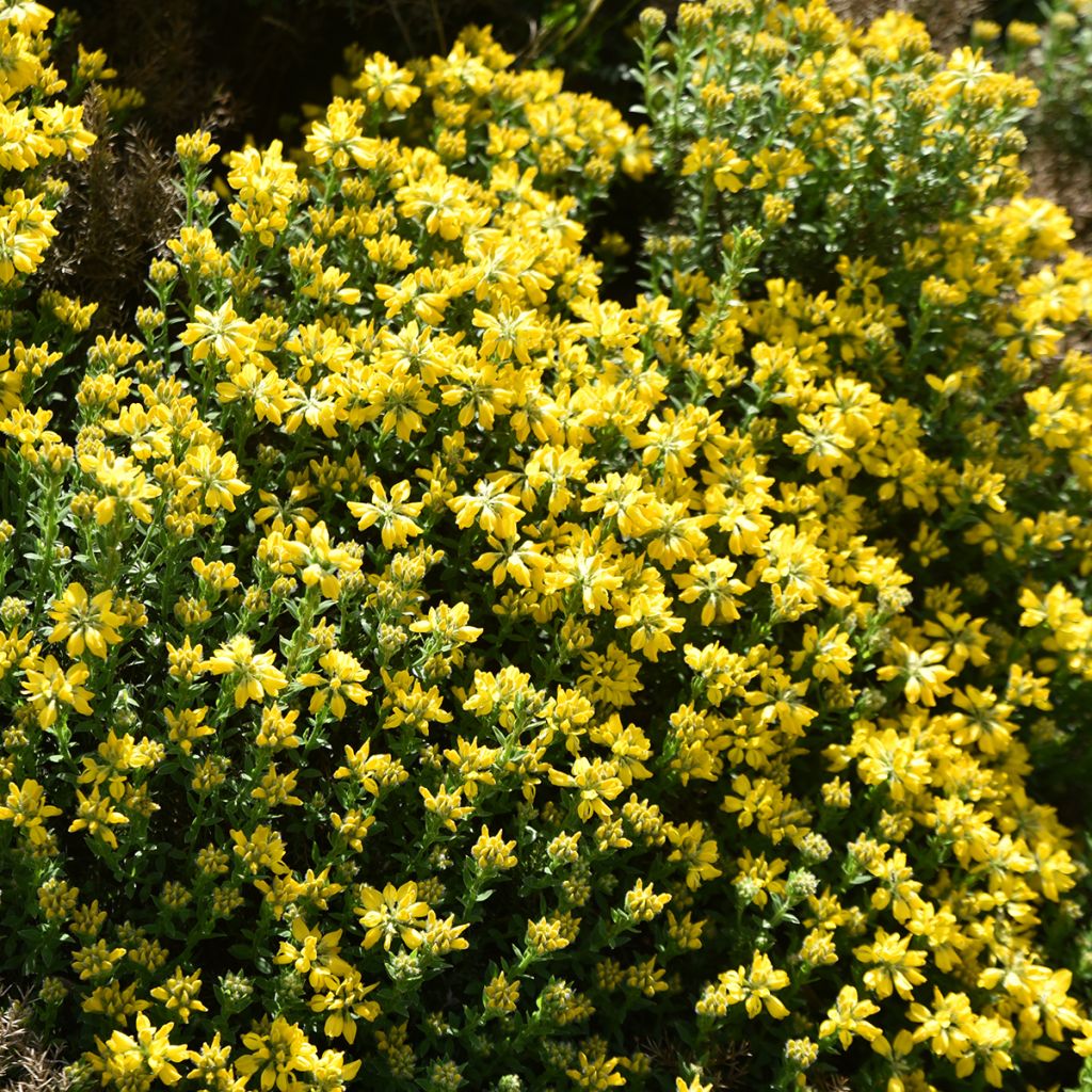 Genêt d'Espagne - Genista hispanica