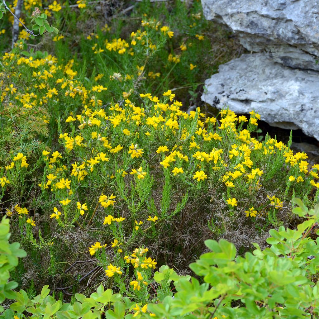 Genêt d'Espagne - Genista hispanica