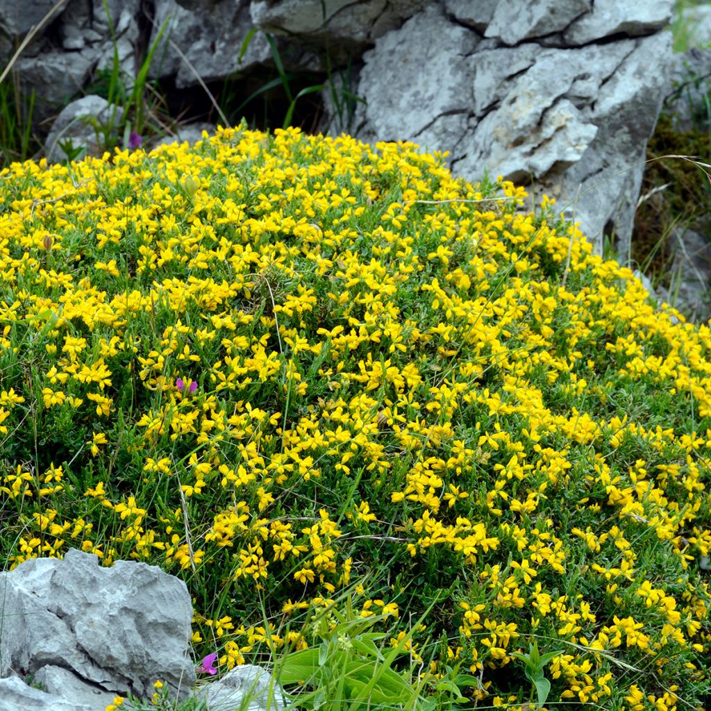 Genêt d'Espagne - Genista hispanica