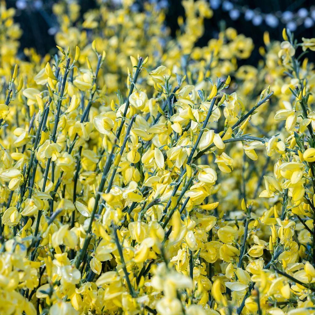 Genêt précoce - Cytisus praecox Allgold