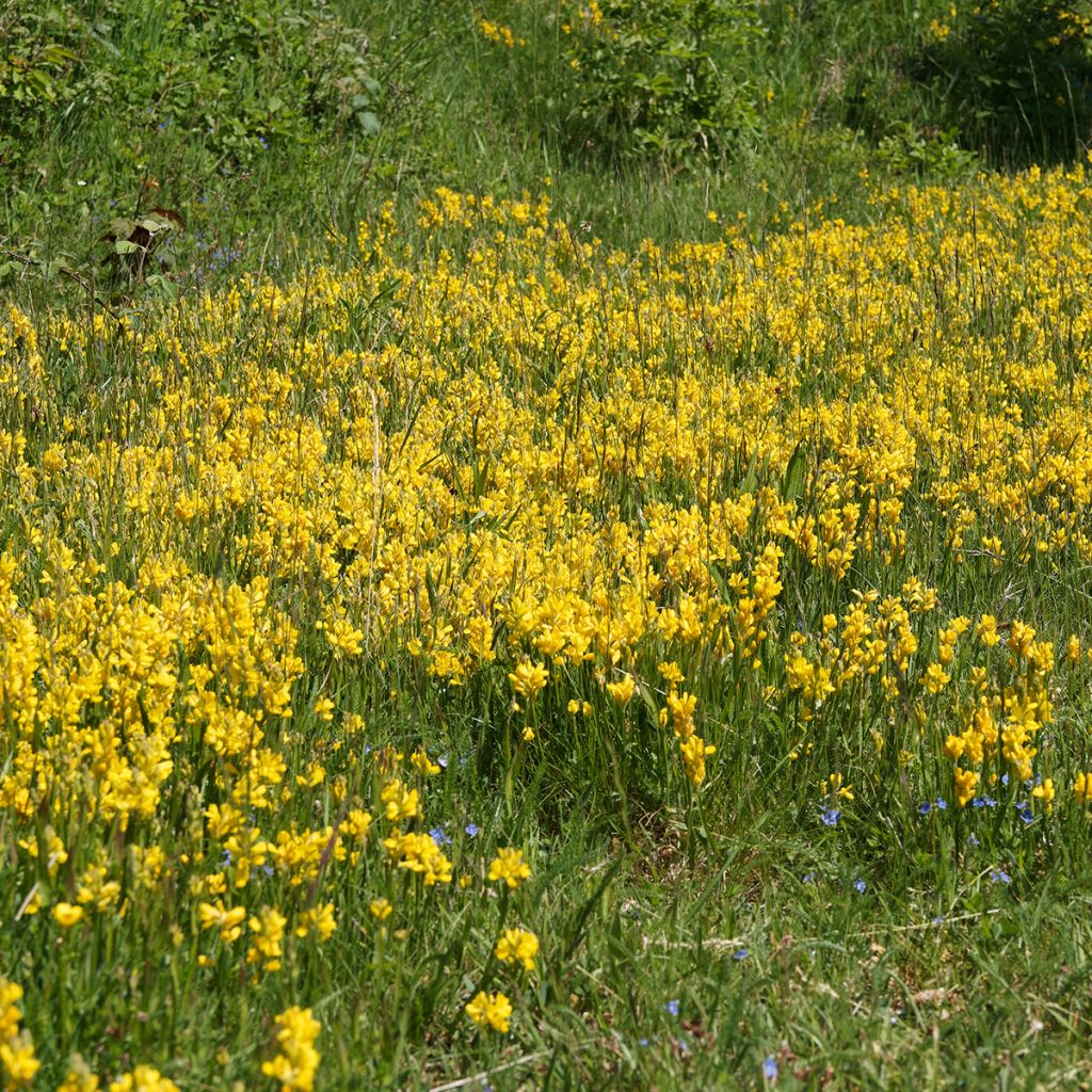 Genista sagittalis - Genêt ailé