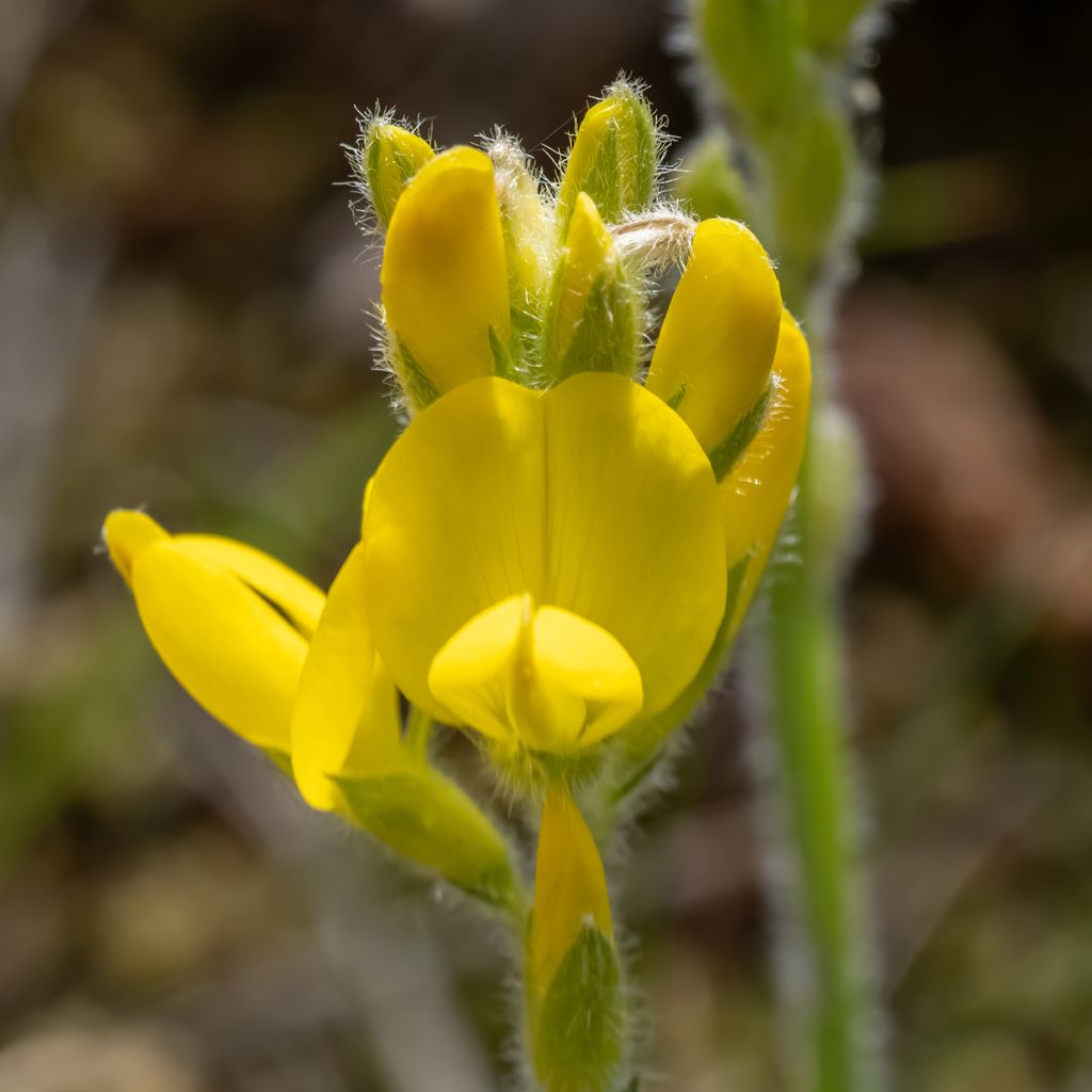 Genista sagittalis - Genêt ailé