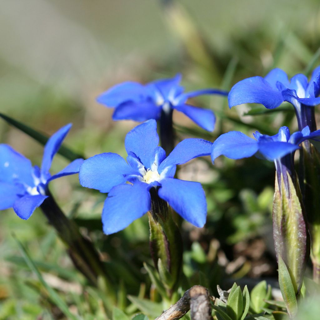 Gentiana verna - Gentiane de printemps