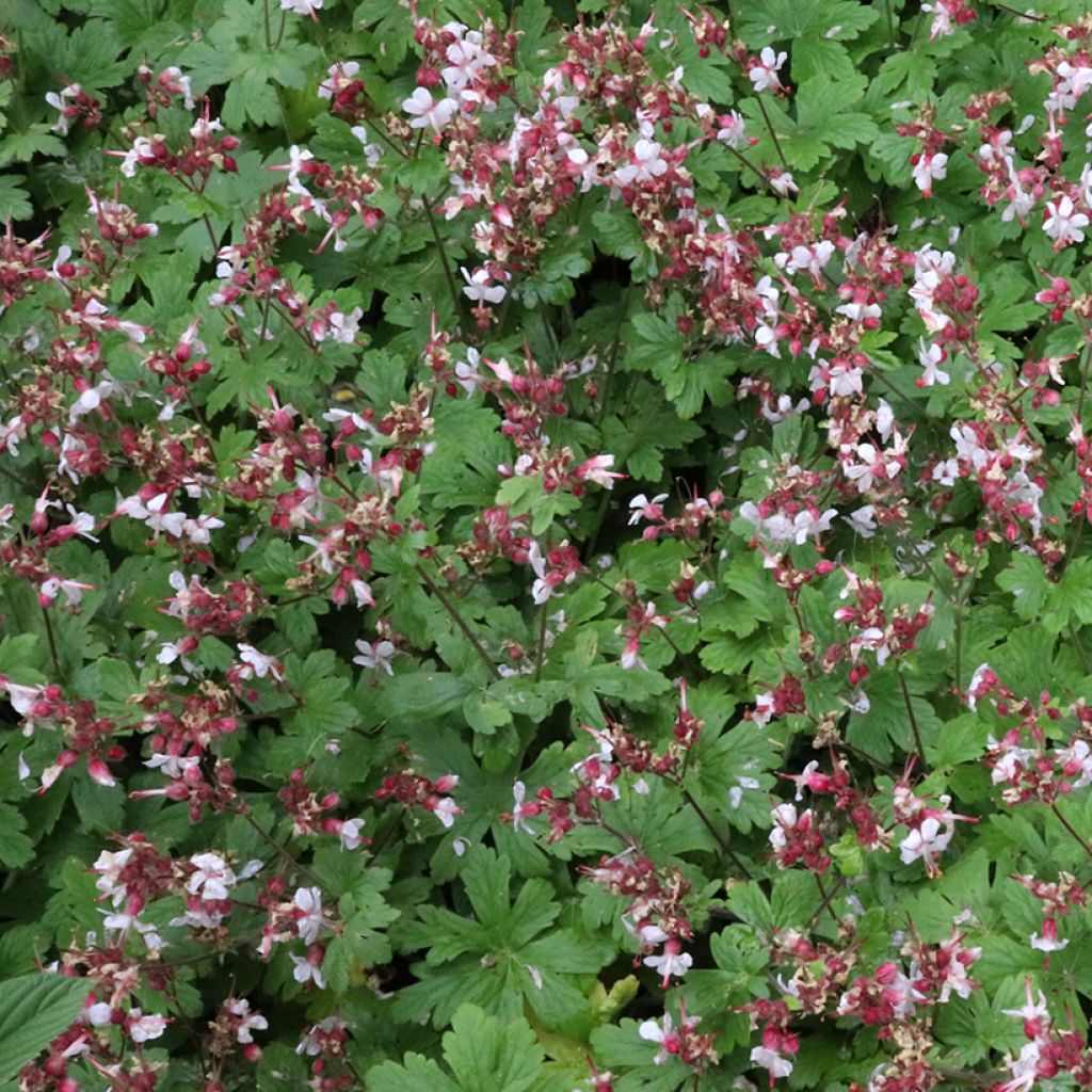 Géranium vivace macrorrhizum Spessart