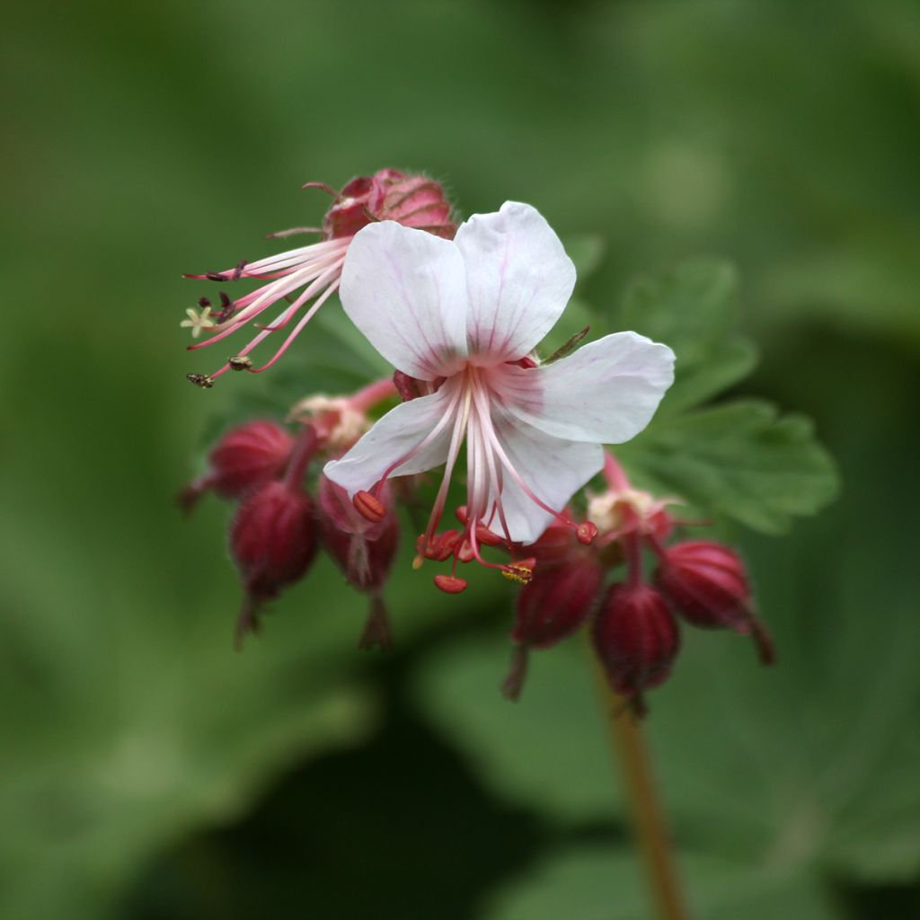 Géranium vivace macrorrhizum Spessart