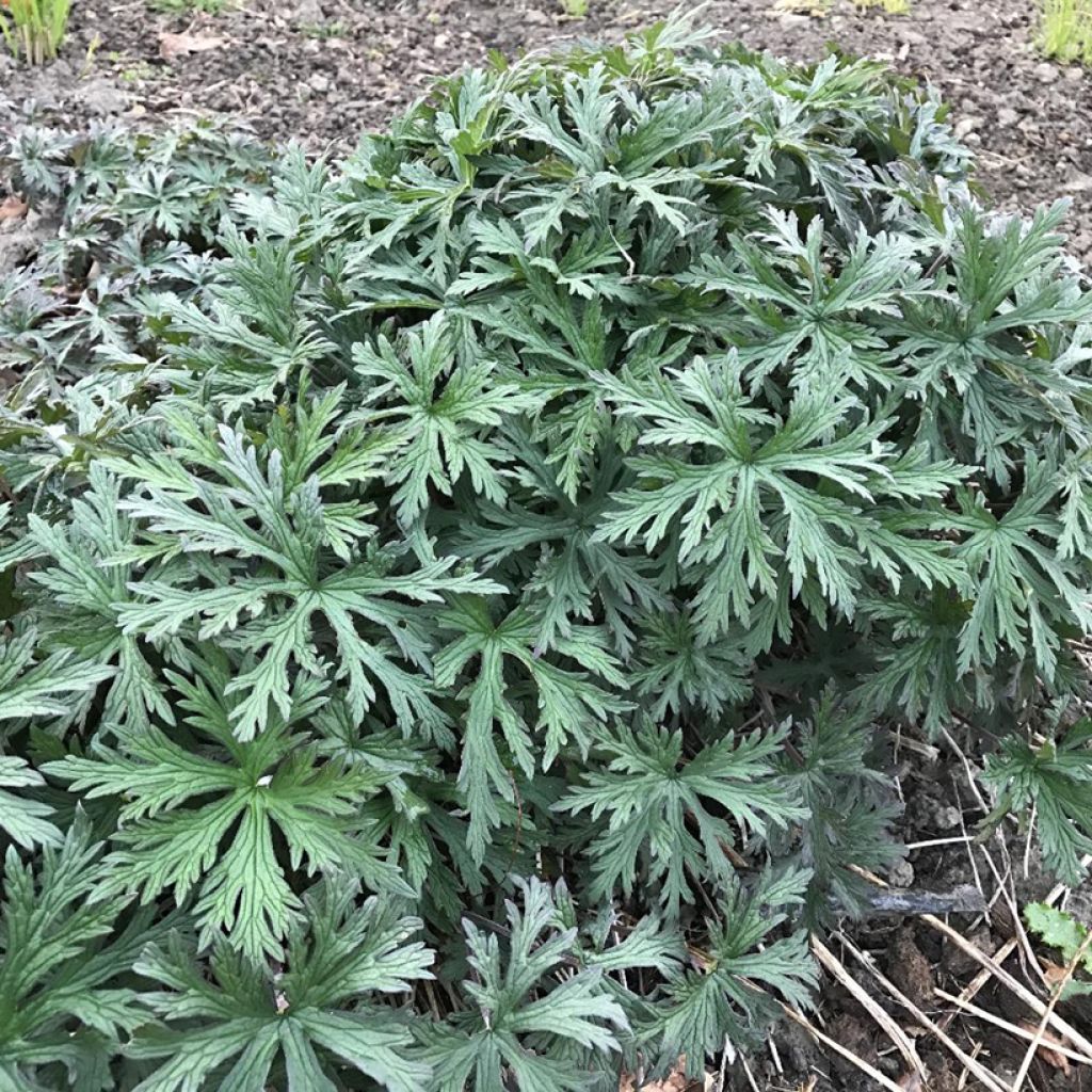 Géranium vivace Femme Fatale