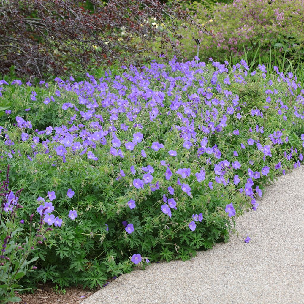 Géranium vivace Orion
