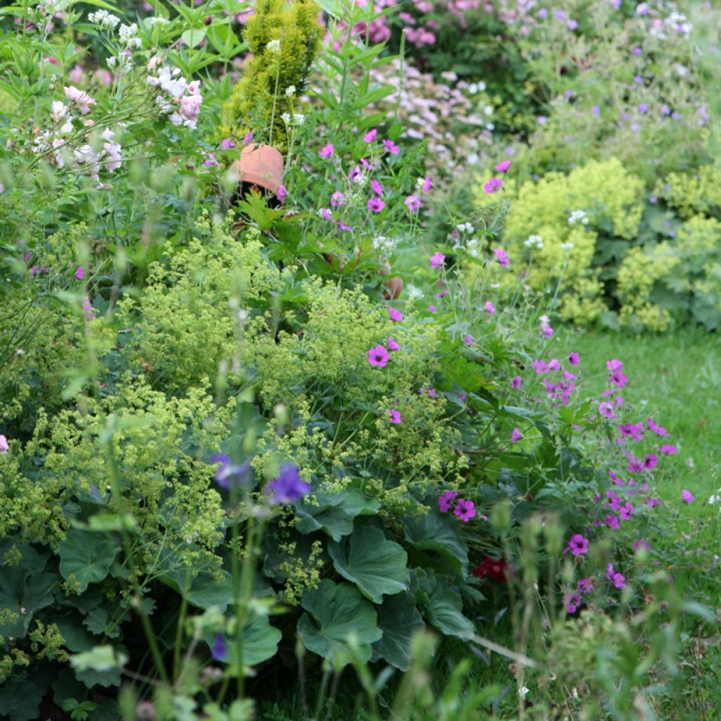 Géranium vivace Patricia
