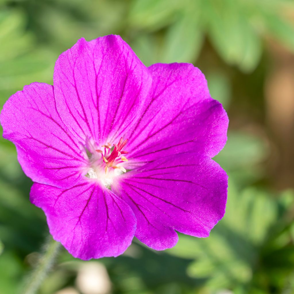 Geranium vivace Tiny Monster