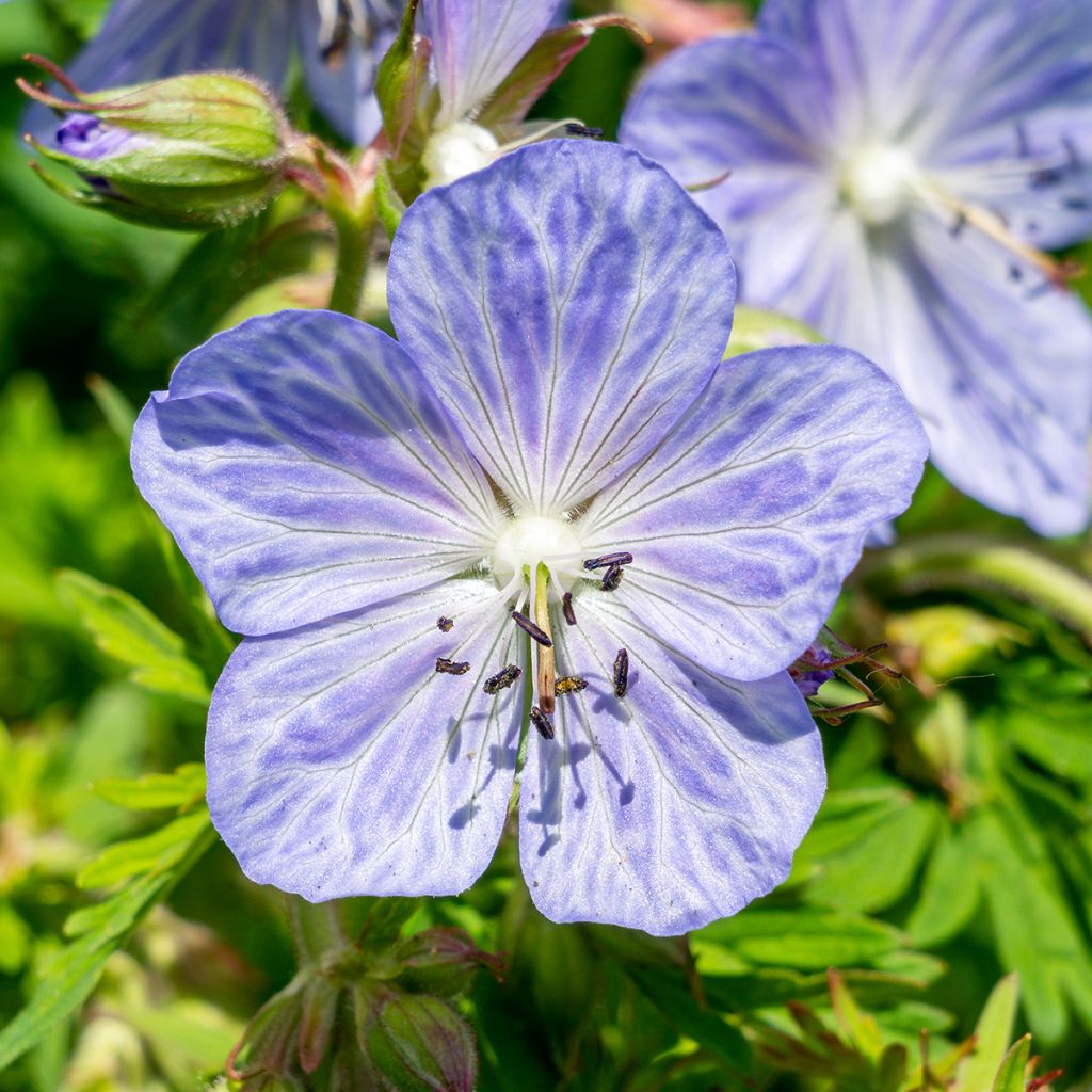 Géranium vivace pratense Mrs Kendall Clark - Géranium des prés