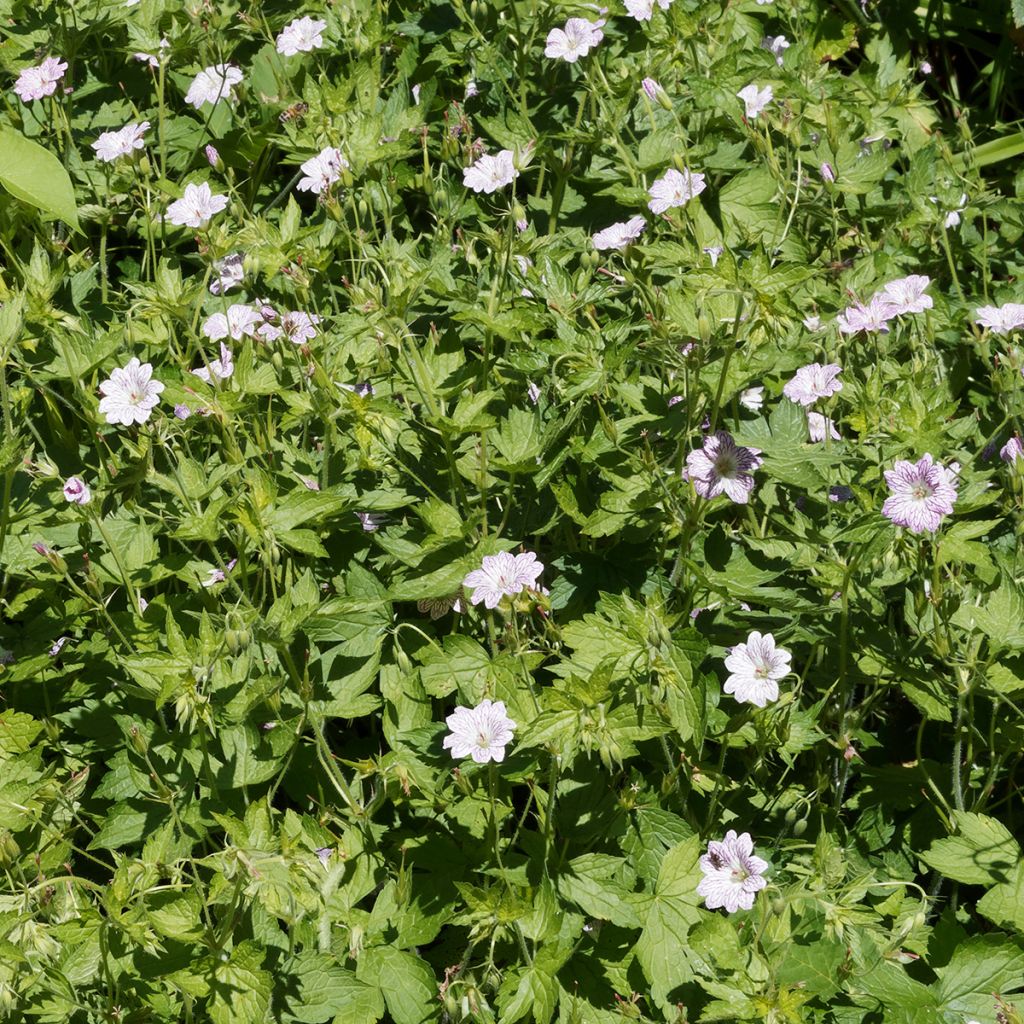 Géranium vivace versicolor 