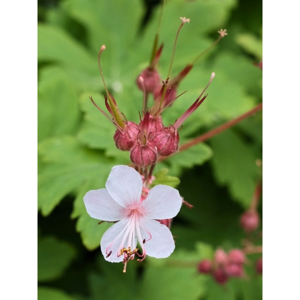 Géranium vivace macrorrhizum Spessart