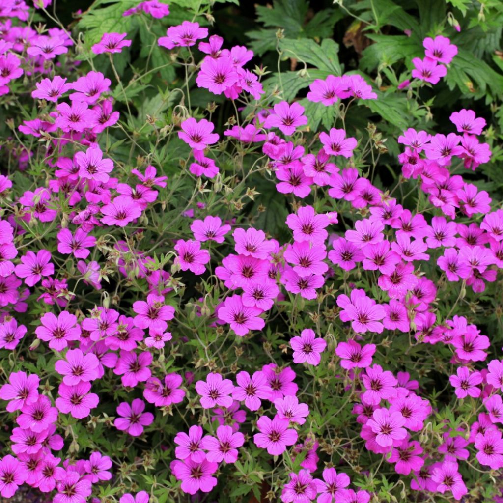 Géranium vivace Patricia