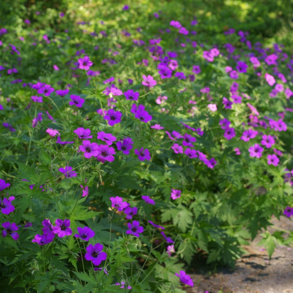 Géranium vivace Patricia